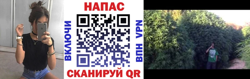 Каннабис MAZAR Ковров